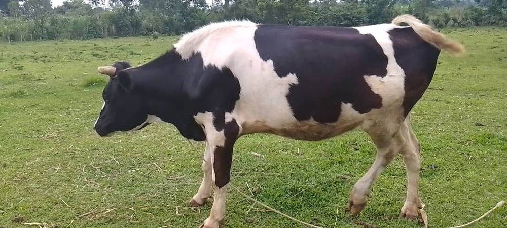 Holstein Frisian Kuh / privat