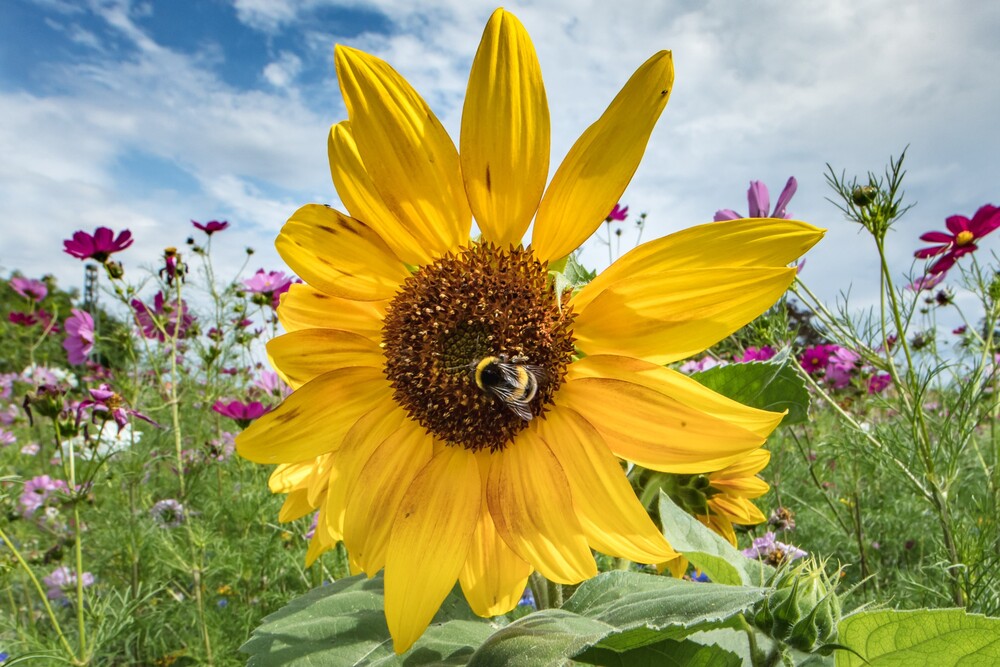 Hummel auf Blüte