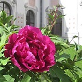 BILD zu TP/OTS - Oasen der Ruhe ? Klosterg?rten im Kl?sterreich. Die kostenlosen Folder ?Natur im Klostergarten? sowie ?kunst.werk.statt Kloster? und Kl?sterreich-Gutscheine erh?lt man bei der Kl?sterreich-Gesch?ftsstelle (+43 2735 5535-0 / info@kloe
