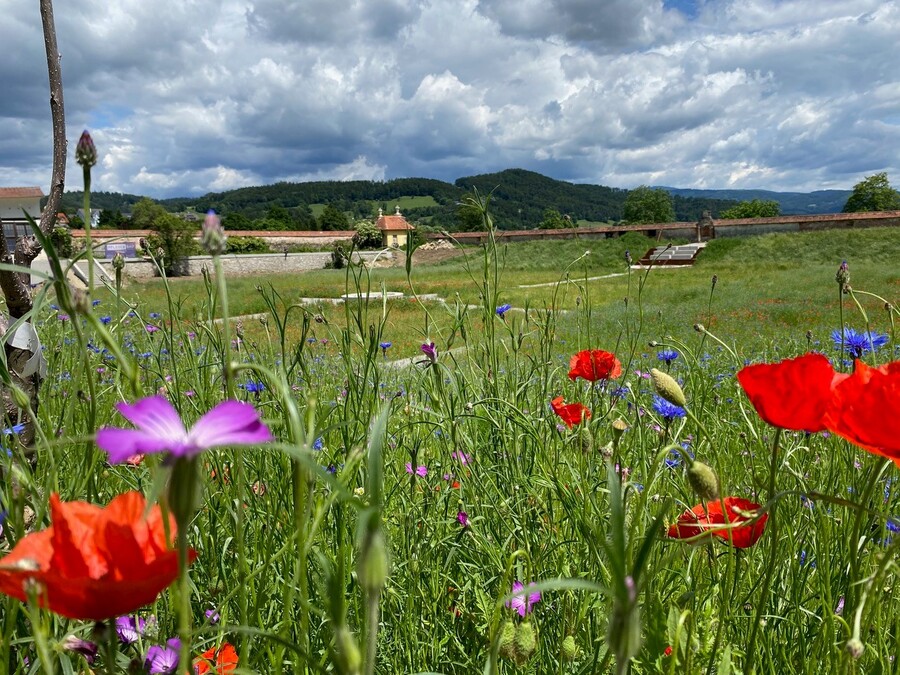 Die Wildblumen im Stift Rein sollen in unterschiedlichen Farben und zu unterschiedlichen Zeitpunkten erblühen. / Stift Rein Die Wildblumen im Stift Rein sollen in unterschiedlichen Farben und zu unterschiedlichen Zeitpunkten erblühen.